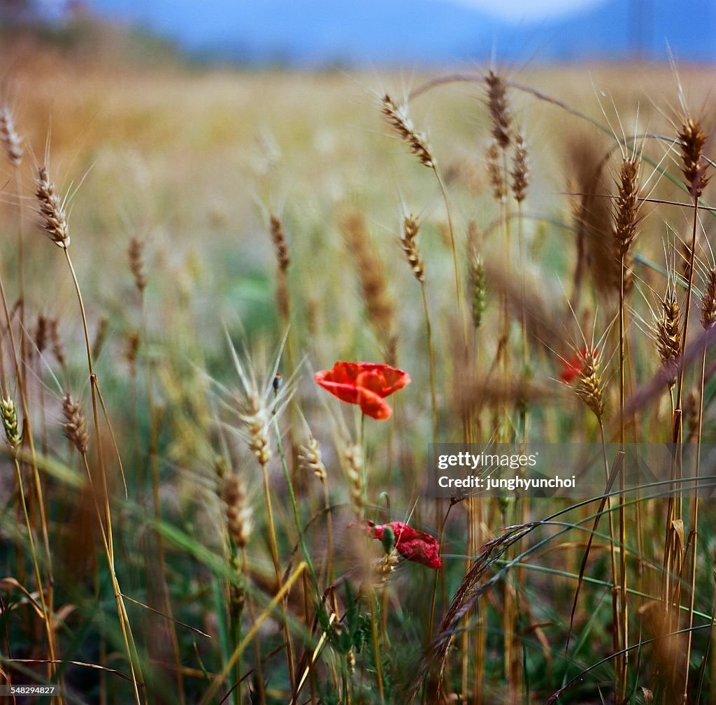 Poppies in a barley field