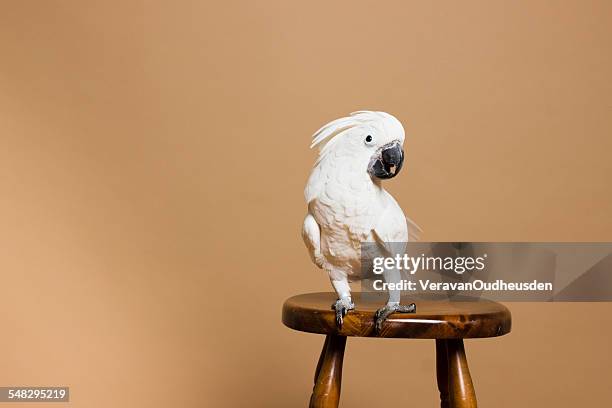 portrait of a white crested cockatoo - cockatoo stock pictures, royalty-free photos & images