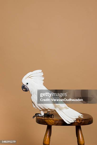 portrait of a white crested cockatoo - gedomesticeerde dieren stockfoto's en -beelden