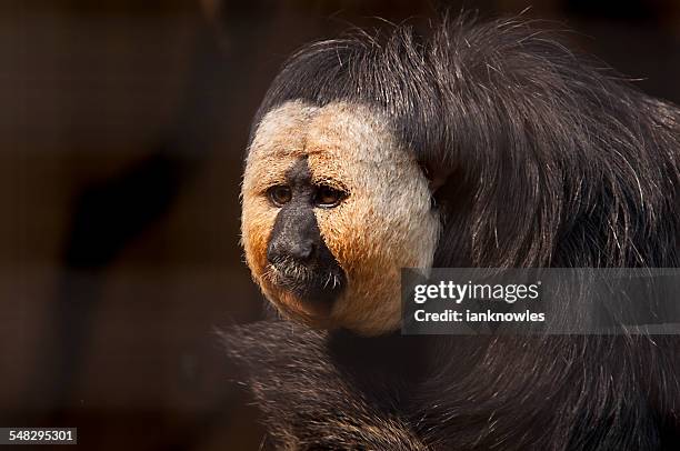 white faced saki monkey - white faced saki monkey stock pictures, royalty-free photos & images