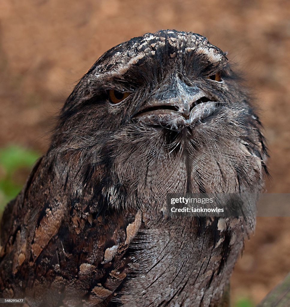 Tawny Frogmouth Owl