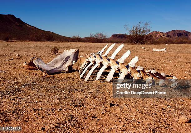 animal skeleton in the desert, harquahala, arizona, usa - animal muerto fotografías e imágenes de stock