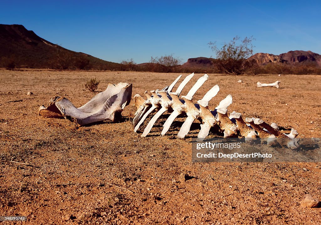 Animal skeleton in the desert, Harquahala, Arizona, USA