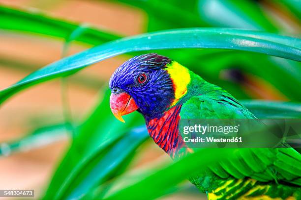 malaysia, pahang, taman negara national park, colorful bird - taman negara national park stock pictures, royalty-free photos & images