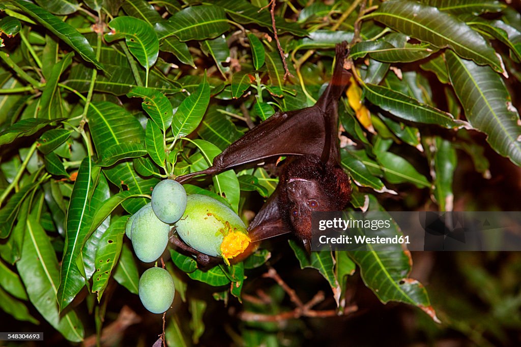 Malaysia, Greater short-nosed fruit bat