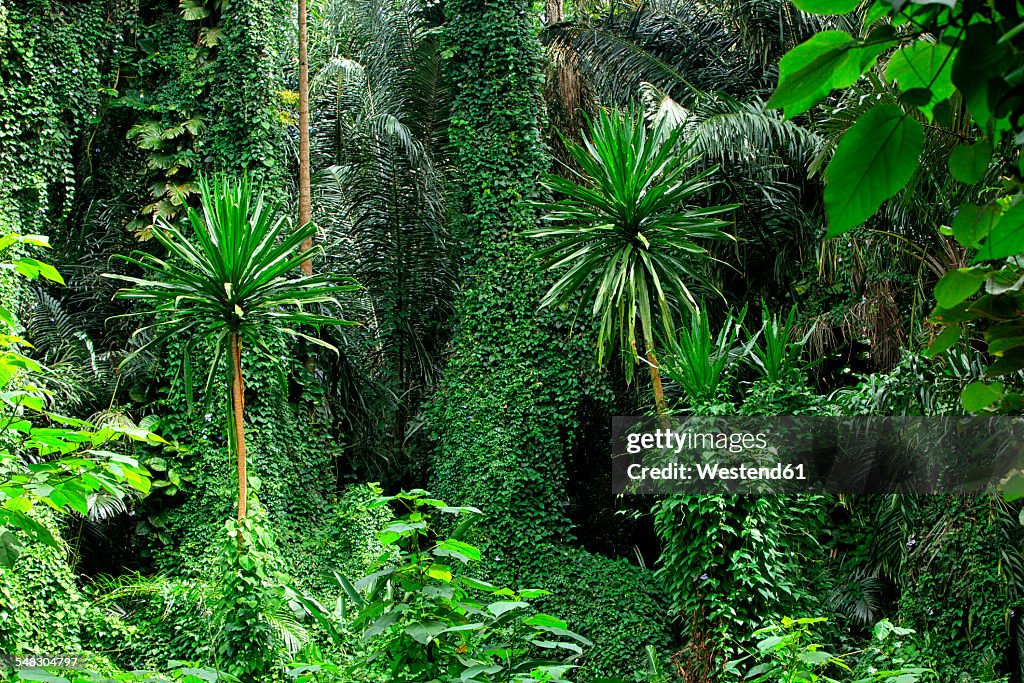 Uganda, Bwindi Impenetrable National Park, Bwindi Impenetrable Forest