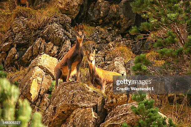 spain, ordesa national park, chamois - chamois stock pictures, royalty-free photos & images