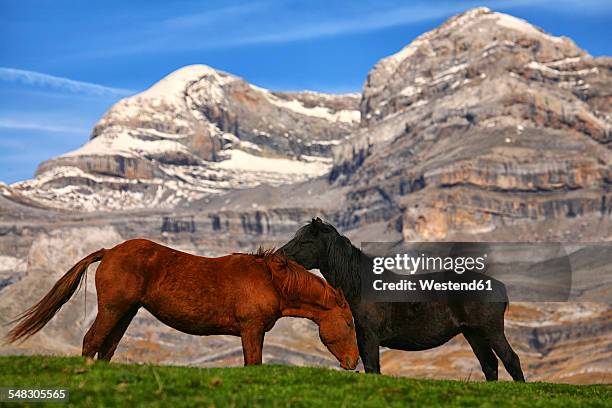 spain, ordesa national park, horses on mountain meadow at monte perdido massif - ordesa national park stock pictures, royalty-free photos & images