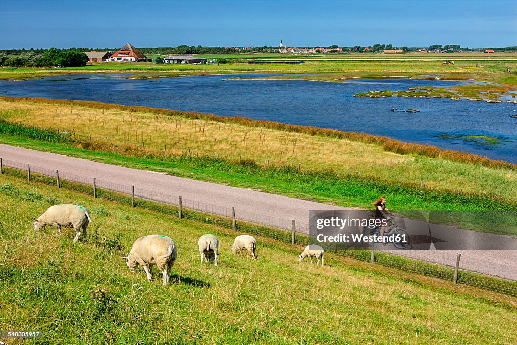 Netherlands, Texel Island, Den Burg, sheep grazing on dyke