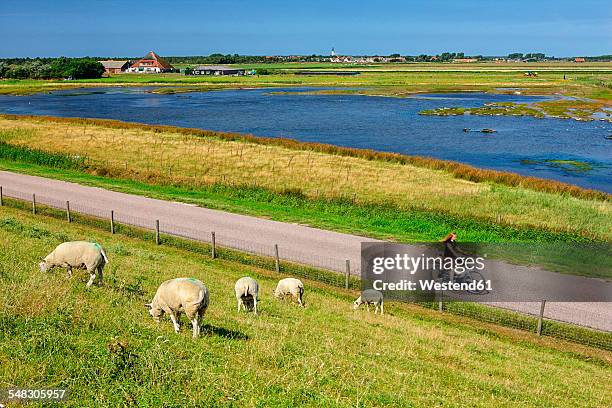 netherlands, texel island, den burg, sheep grazing on dyke - friesland stock pictures, royalty-free photos & images