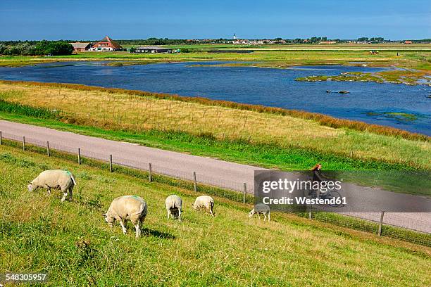 netherlands, texel island, den burg, sheep grazing on dyke - friesland noord holland imagens e fotografias de stock