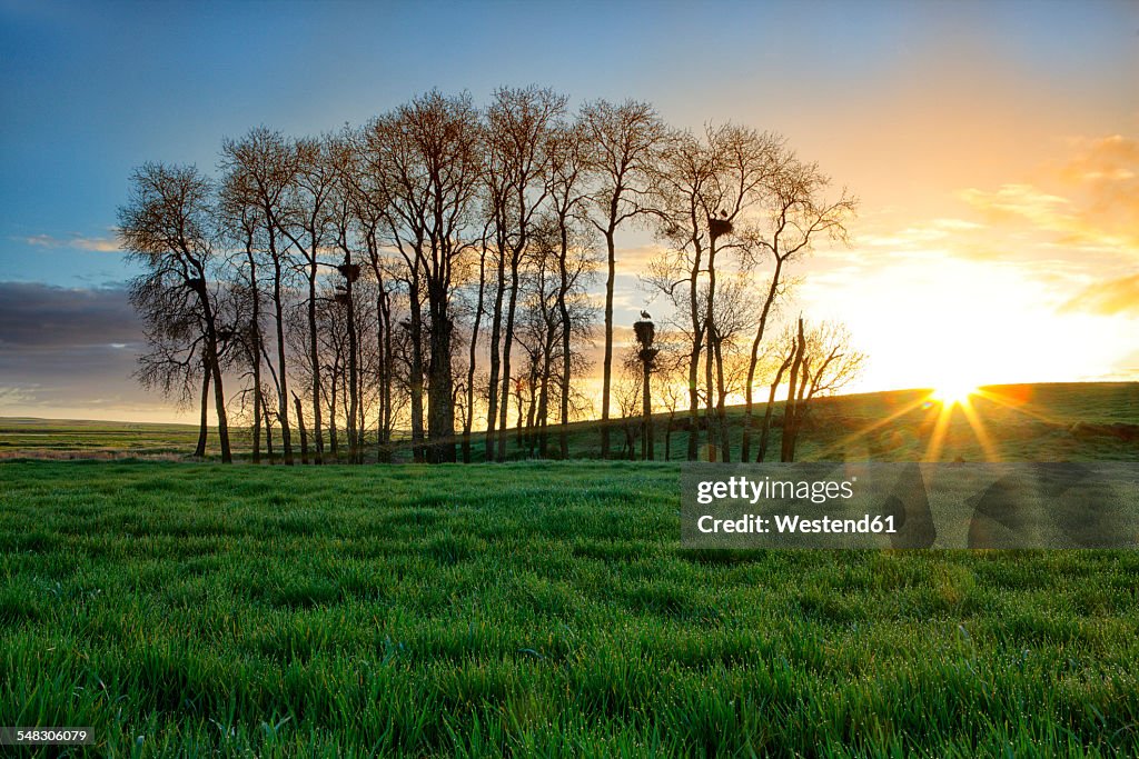 Spain, Province of Zamora, sunrise over field with white storks on trees