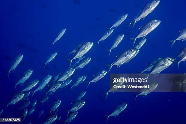oceania, palau, school of bigeye trevallies - jack fish stock pictures, royalty-free photos & images