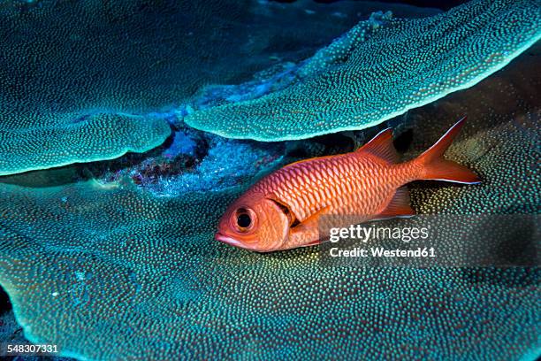 oceania, micronesia, palau, pinecone soldierfish, myripristis murdjan - palau stock pictures, royalty-free photos & images