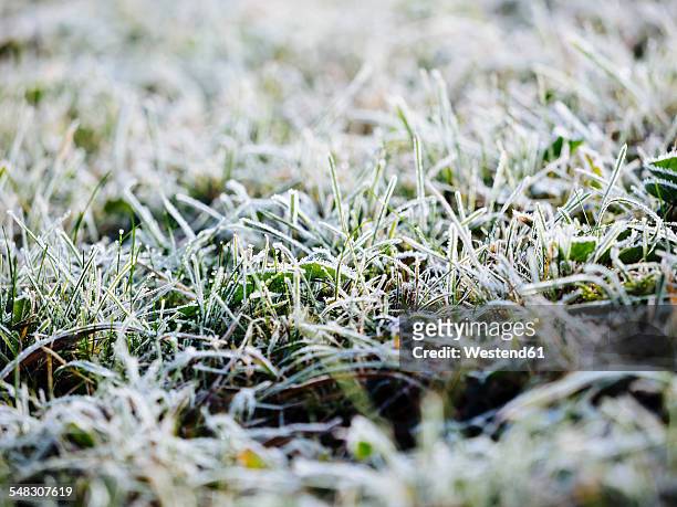 germany, frozen grass in winter - frozen ground stock pictures, royalty-free photos & images