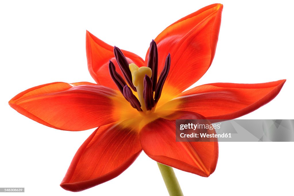 Red tulip in front of white background