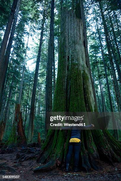 canada, vancouver, woman hugging tree in forest - big hug stock pictures, royalty-free photos & images