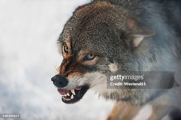 norway, bardu, wolf baring teeth - agressive wolf ストックフォトと画像