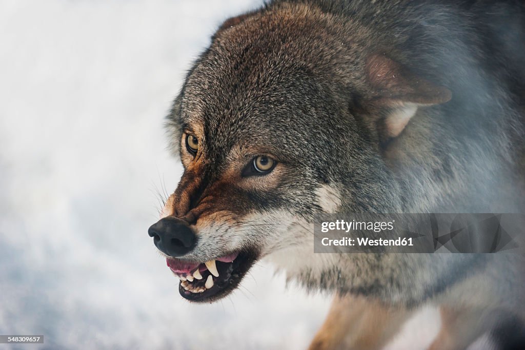 Norway, Bardu, wolf baring teeth