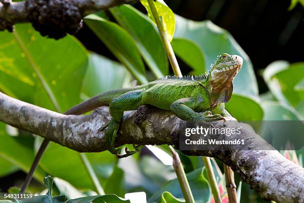 caribbean, guadeloupe, grande-terre, green iguana, iguana iguana, perching on branch - green iguana stock pictures, royalty-free photos & images