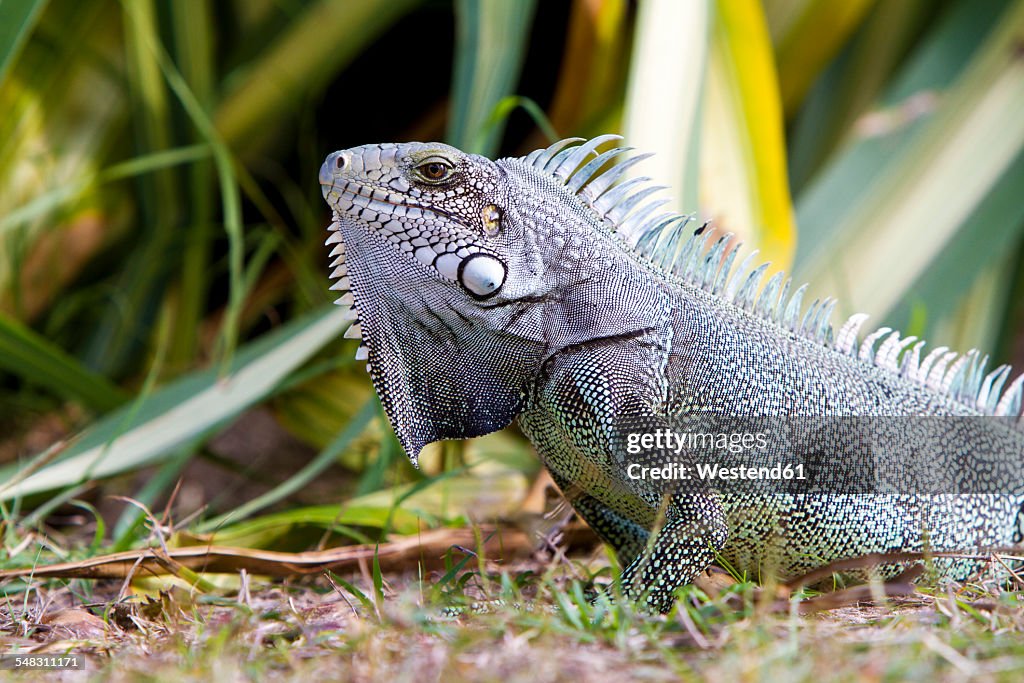 Caribbean, Guadeloupe, Grande-Terre, Green Iguana, Iguana iguana