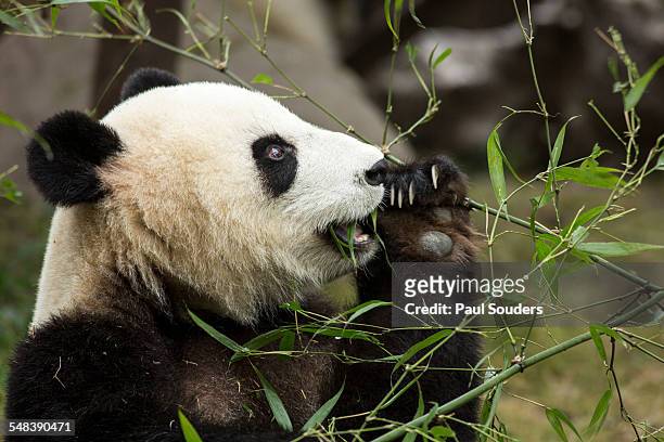 giant panda, chengdu, sichuan province, china - pandas photos et images de collection