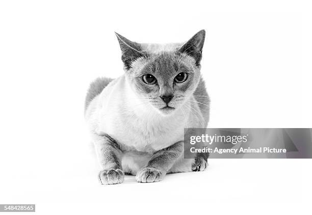 studio shoot of cat, black and white - black siamese cat stock pictures, royalty-free photos & images