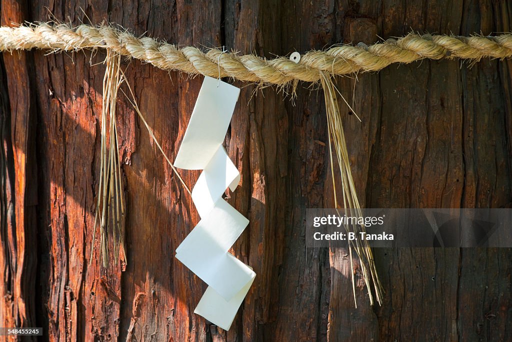 Sacred tree at Jonan-gu Shrine in Kyoto, Japan