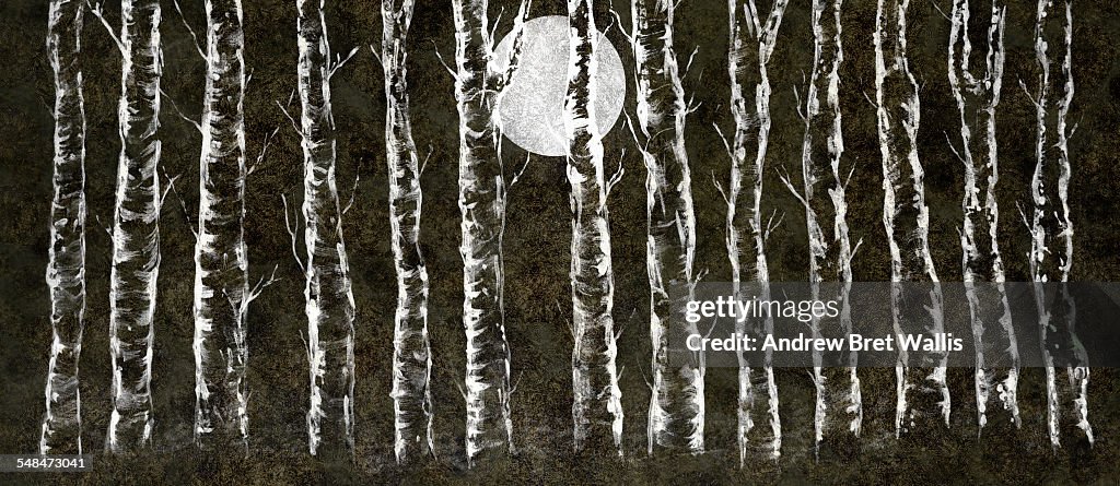 A row of moonlit silver birches