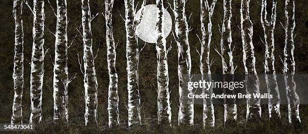 a row of moonlit silver birches - birch tree stock illustrations