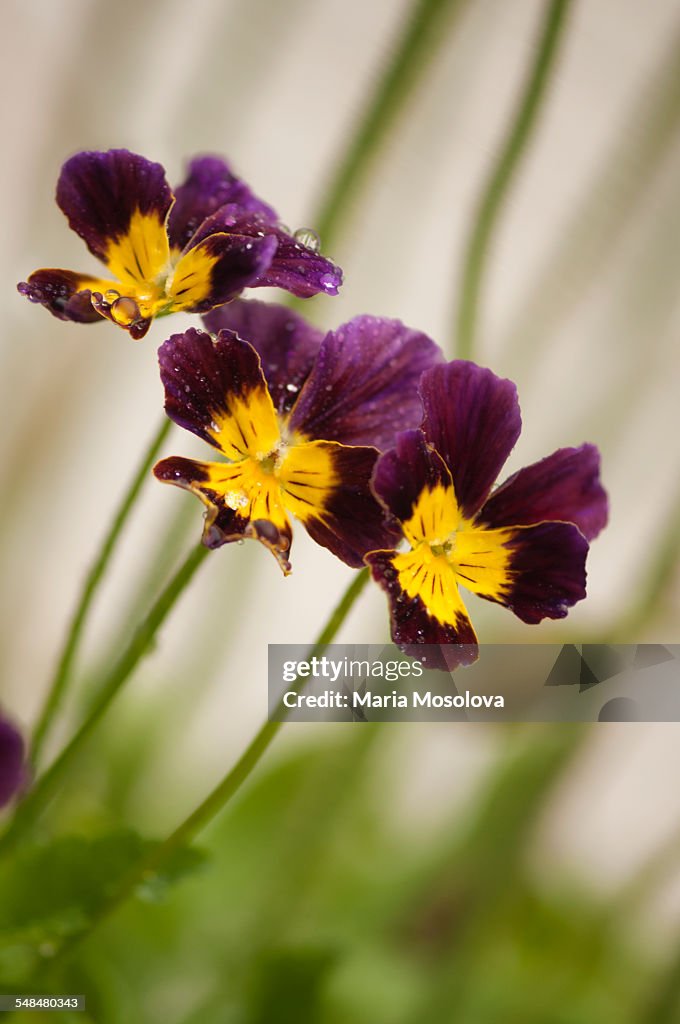 Viola cornuta Skippy XL Red-Gold Flower Trio