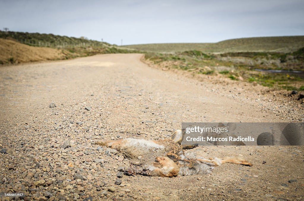 Crushed hare on the road