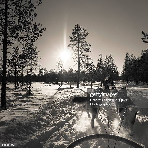 husky in lapland, finland - sleigh dog snow stock pictures, royalty-free photos & images