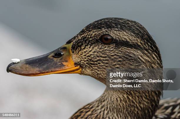 mallard w/ food on its bill - damlo does stock pictures, royalty-free photos & images