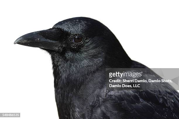 american crow - damlo does imagens e fotografias de stock