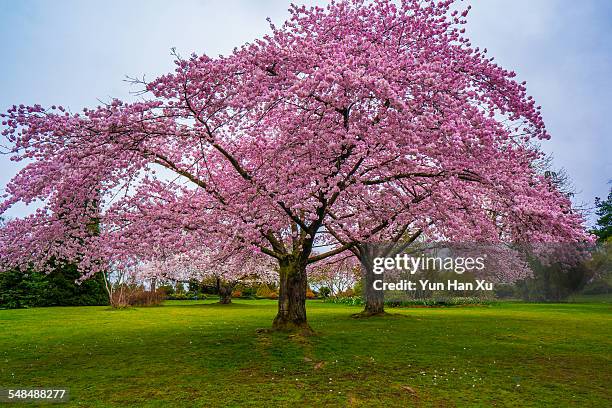 cherry blossoms in queen elizabeth park, vancouver - cerezo fotografías e imágenes de stock
