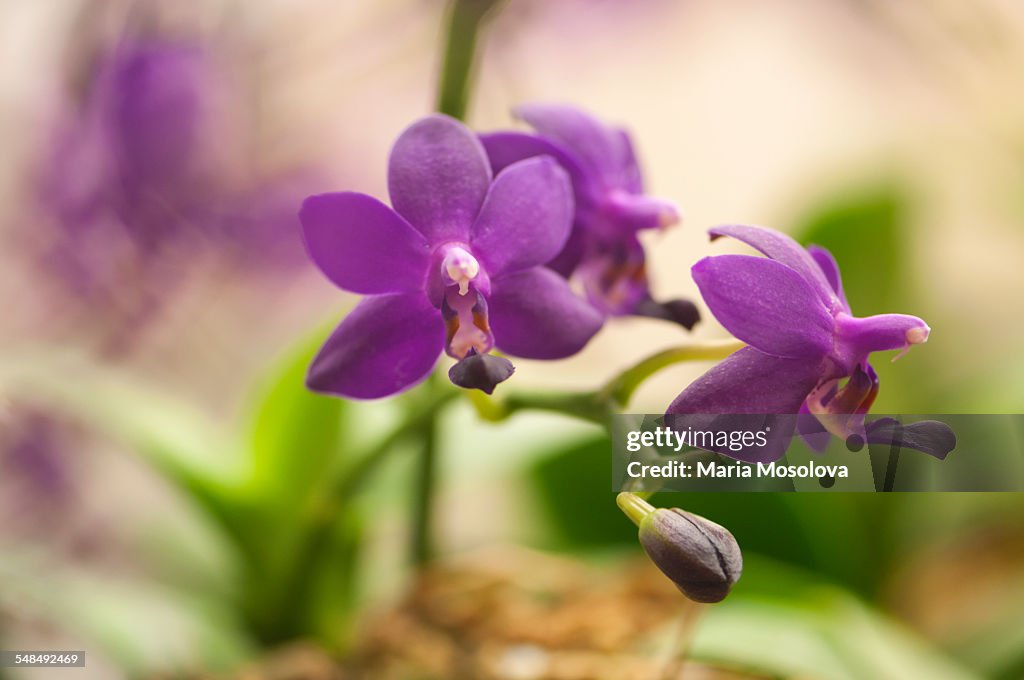 Flowers of Blue Doritaenopsis Orchid