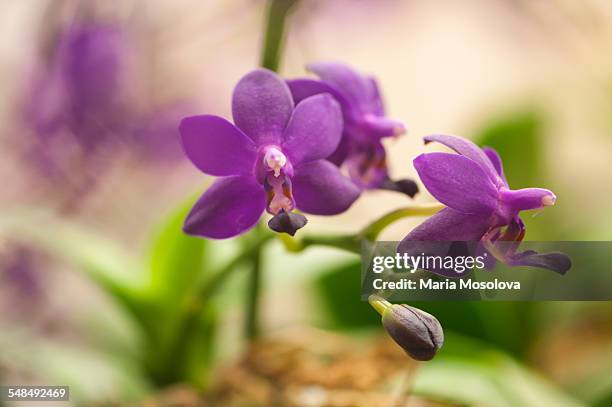 flowers of blue doritaenopsis orchid - doritaenopsis stock pictures, royalty-free photos & images
