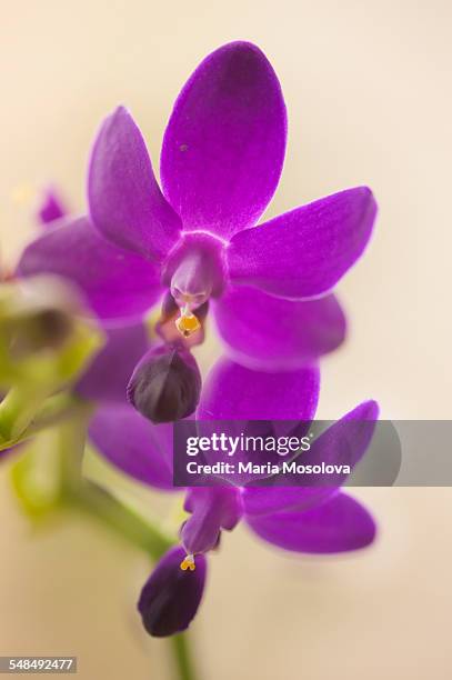 flowers of blue doritaenopsis orchid - doritaenopsis stock pictures, royalty-free photos & images