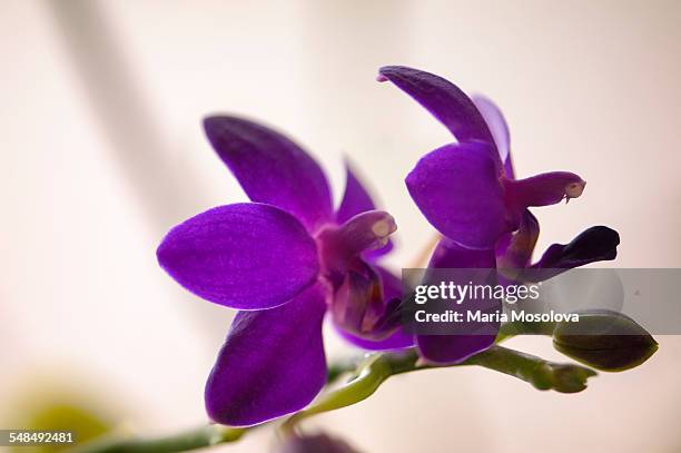 flowers of blue doritaenopsis orchid - doritaenopsis stock pictures, royalty-free photos & images