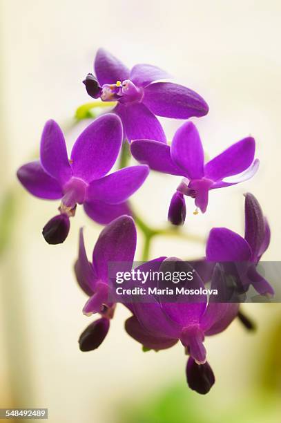 flowers of blue doritaenopsis orchid - doritaenopsis stock pictures, royalty-free photos & images