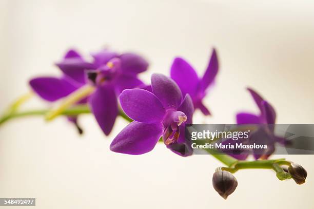 flowers of blue doritaenopsis orchid - doritaenopsis stock pictures, royalty-free photos & images