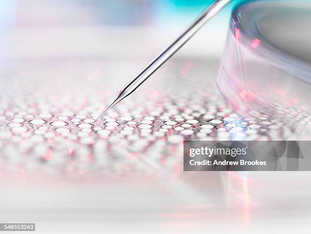 stem cell research, nuclear transfer of embryonic stem cells used in cloning for medical research - human cells stock pictures, royalty-free photos & images