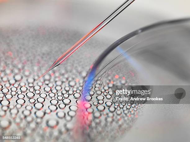 stem cell research, nuclear transfer of embryonic stem cells from petri dish used in cloning for medical research - stamcel stockfoto's en -beelden