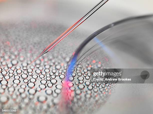 stem cell research, nuclear transfer of embryonic stem cells from petri dish used in cloning for medical research - stem cell growth stock pictures, royalty-free photos & images