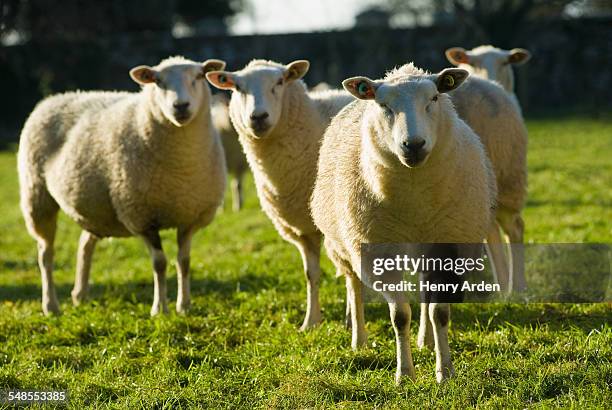 flock of sheep - schafherde stock-fotos und bilder