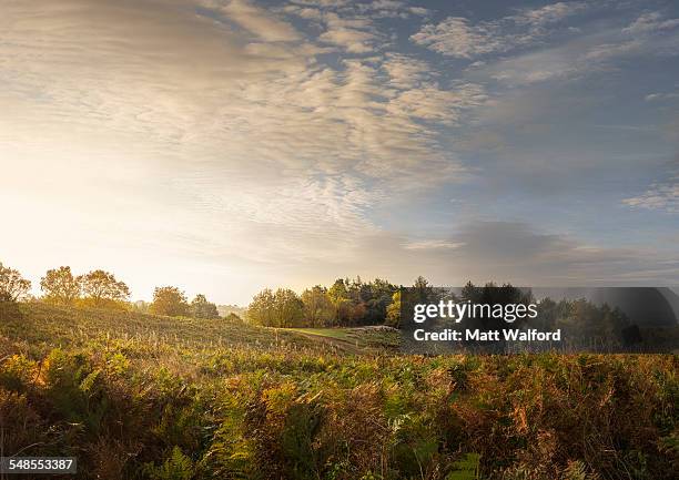 view of bracken and hills at sunrise - west midlands stock pictures, royalty-free photos & images