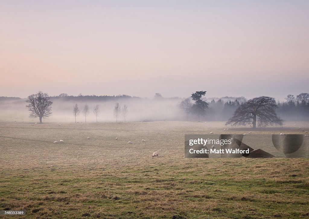 Sheep grazing in foggy field at sunrise