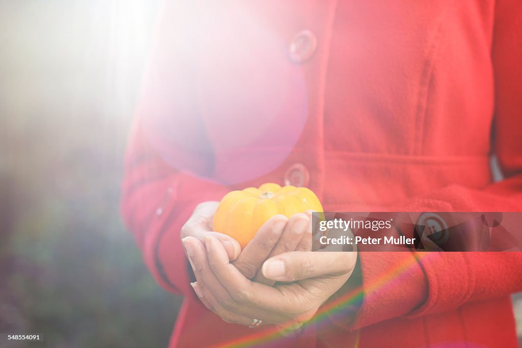 Close up of womans hands cupping small pumpkin in garden