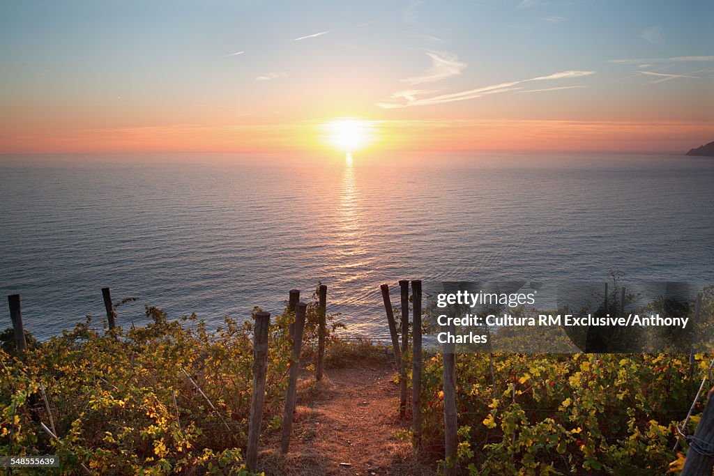 Sun setting, vineyards in Riomaggiore, Cinque Terre, Italy